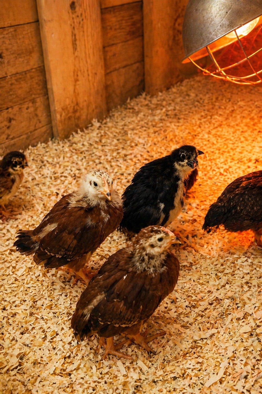 April 2, 2026 Hatch 2 chicks