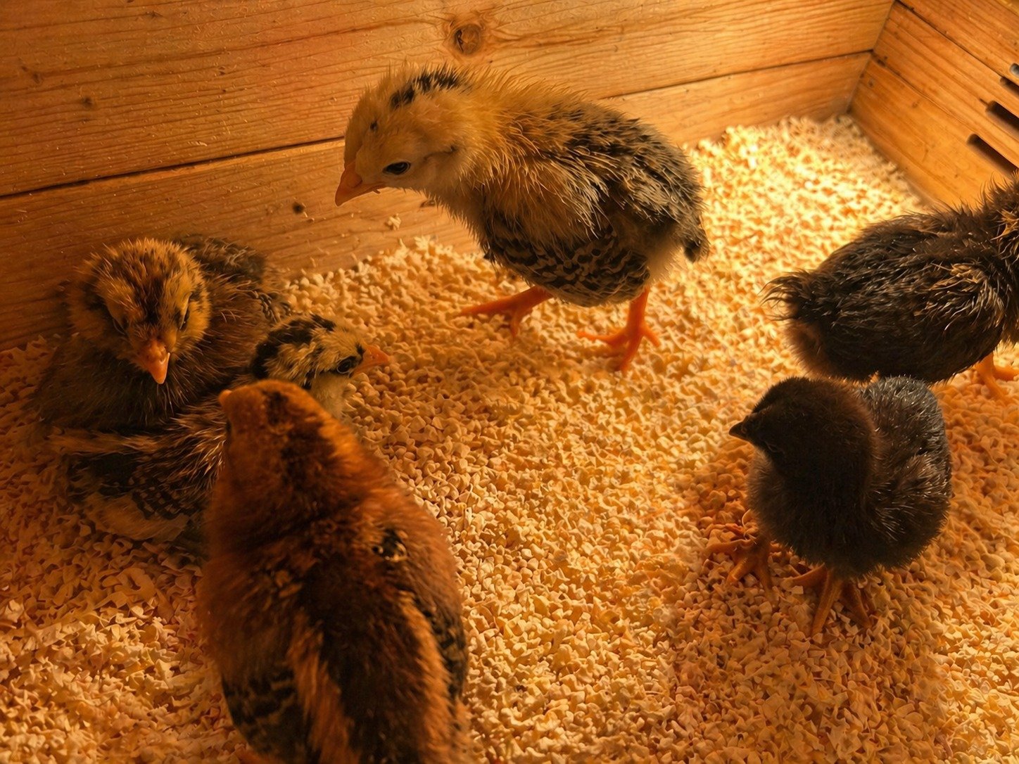 Hatch 3 Brooder 1 chicks