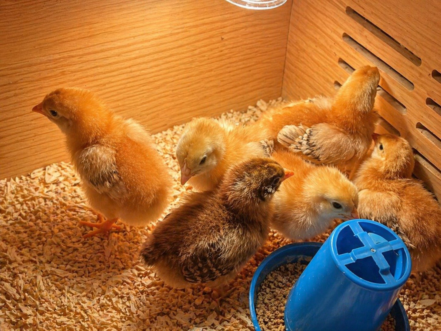Hatch 3 Brooder 2 chicks