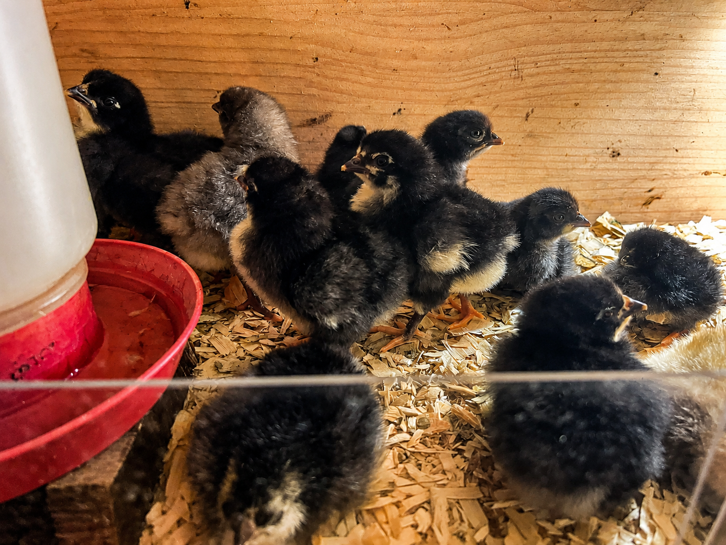 July 4 hatch as baby chicks